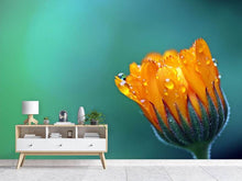 Load image into Gallery viewer, Photo Wallpaper Marigold in morning dew
