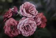Photo Wallpaper Romantic roses