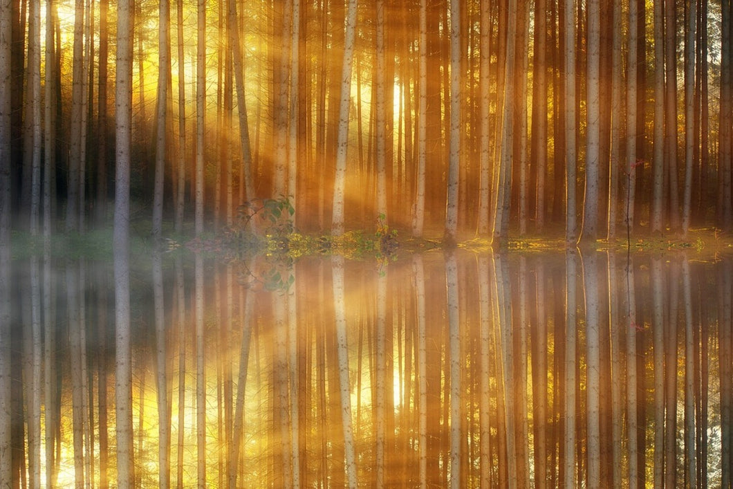 Photo Wallpaper Romantic mood in the forest