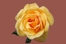 Load image into Gallery viewer, Photo Wallpaper Rose in yellow XXL
