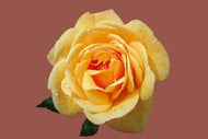 Photo Wallpaper Rose in yellow XXL