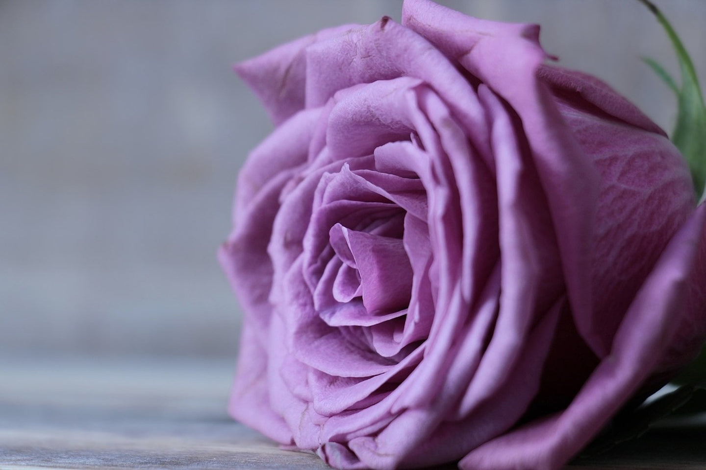 Photo Wallpaper Rose in purple XXL