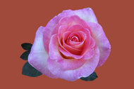 Photo Wallpaper Rose in pink XXL