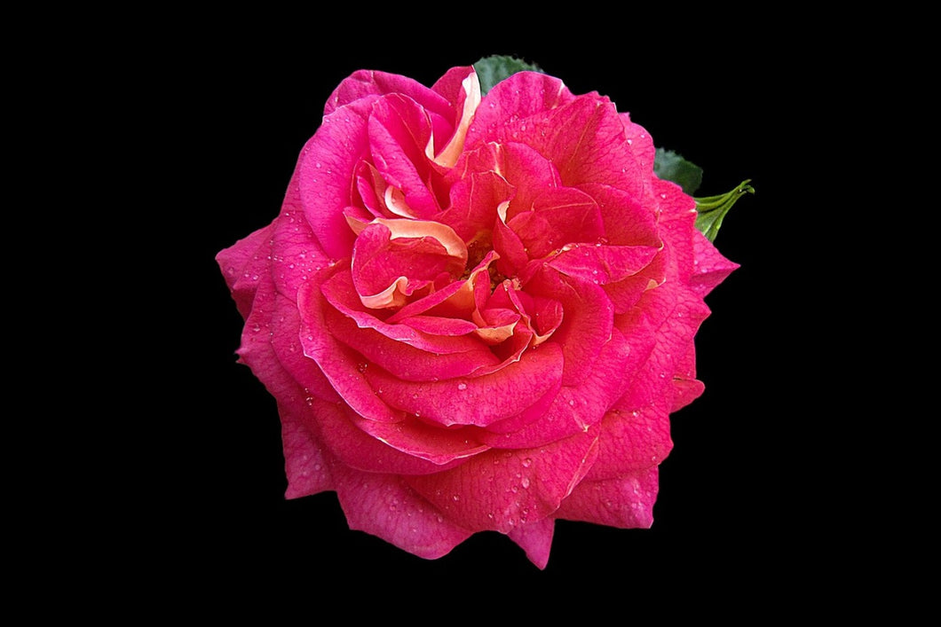 Photo Wallpaper Rose in red XXL