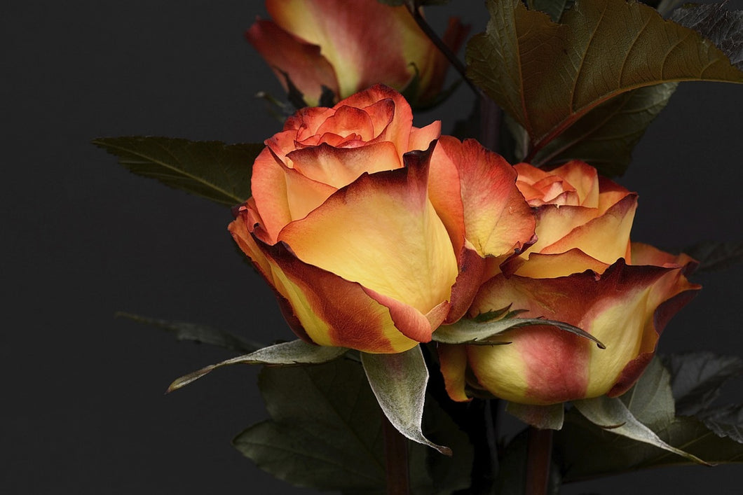 Photo Wallpaper Roses of the romance