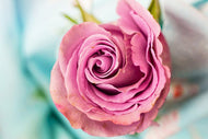 Photo Wallpaper Roseblossom in pink