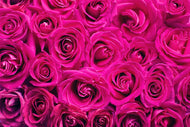 Photo Wallpaper Rose petals in pink
