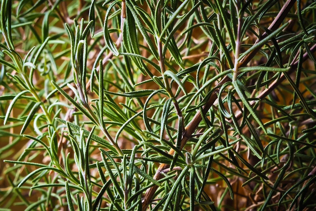 Photo Wallpaper Rosemary XXL