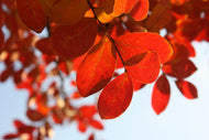 Photo Wallpaper Red leaves XL
