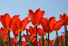 Load image into Gallery viewer, Photo Wallpaper Red tulips XL
