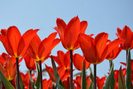 Photo Wallpaper Red tulips XL