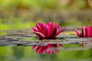 Photo Wallpaper Red water lily duo