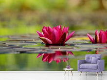 Load image into Gallery viewer, Photo Wallpaper Red water lily duo
