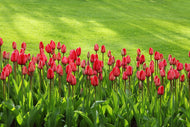 Photo Wallpaper Red tulip field in the sunlight