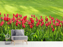 Load image into Gallery viewer, Photo Wallpaper Red tulip field in the sunlight
