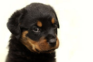 Photo Wallpaper Rottweiler puppy to fall in love