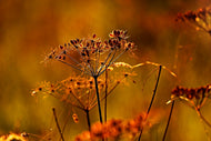 Photo Wallpaper seeds