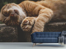 Load image into Gallery viewer, Photo Wallpaper Sleeping cat
