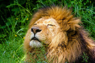 Photo Wallpaper Sleeping lion