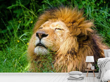 Load image into Gallery viewer, Photo Wallpaper Sleeping lion
