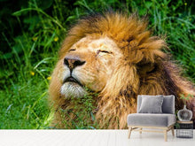 Load image into Gallery viewer, Photo Wallpaper Sleeping lion
