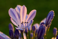 Photo Wallpaper Ornamental lilies with morning dew