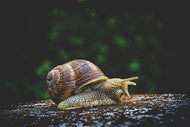 Photo Wallpaper Snail XXL