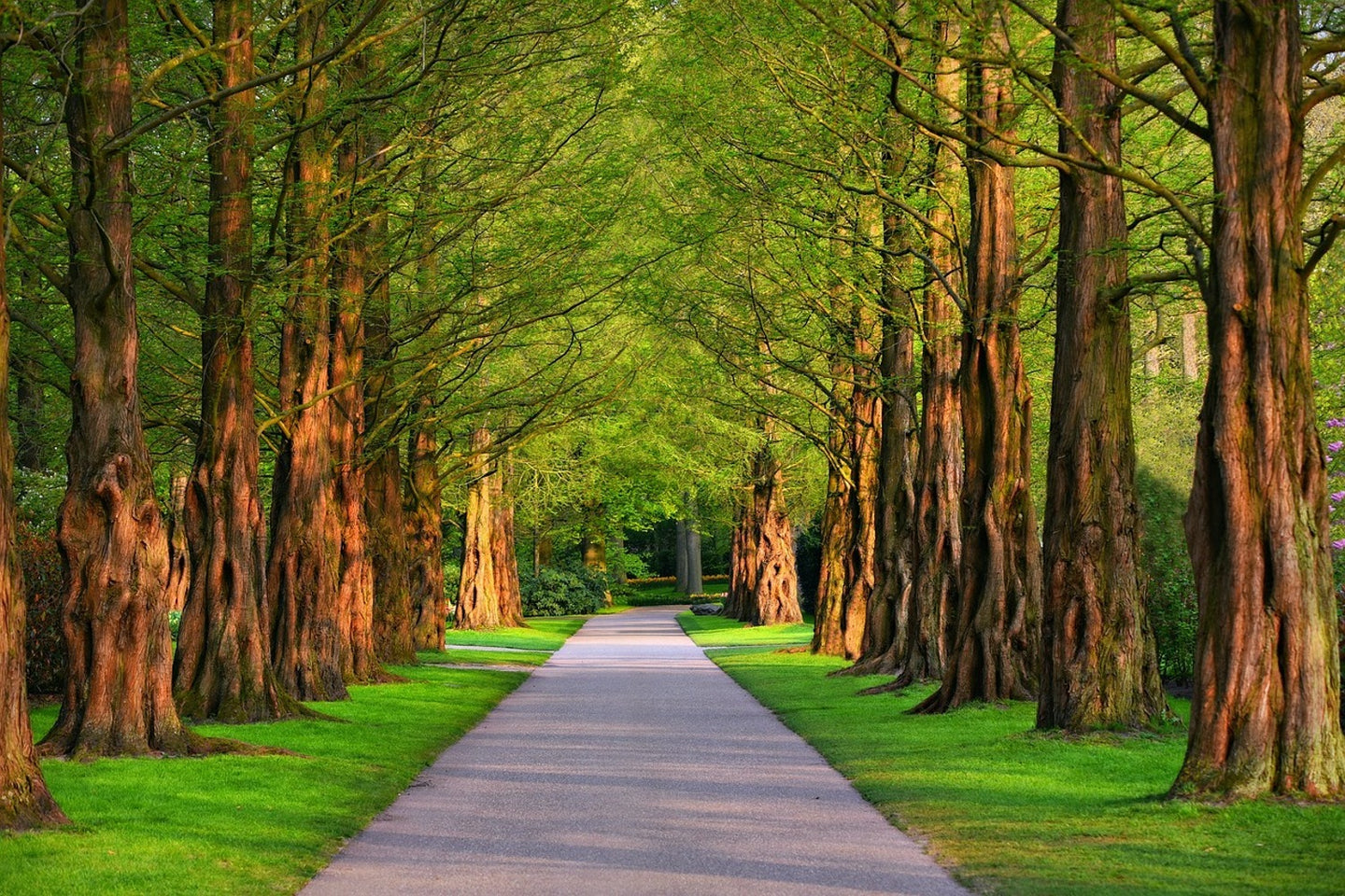 Photo Wallpaper Beautiful avenue in nature