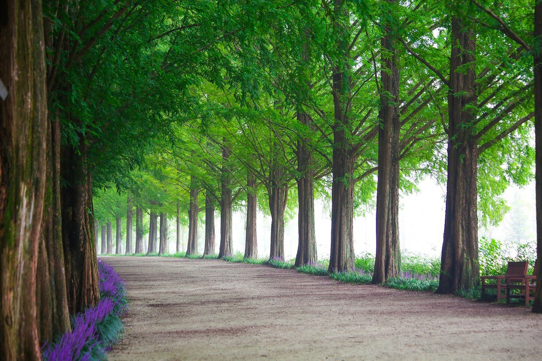 Photo Wallpaper Beautiful tree avenue