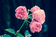 Photo Wallpaper Beautiful pink roses