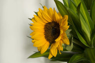 Photo Wallpaper Beautiful sunflower