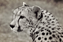 Load image into Gallery viewer, Photo Wallpaper Beautiful cheetah

