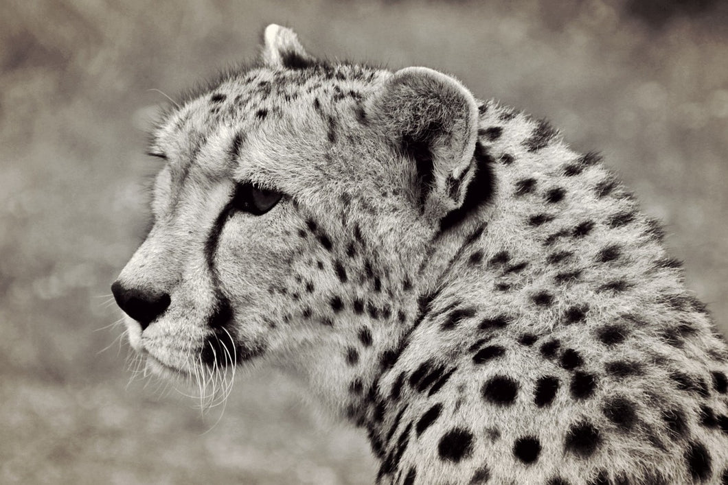 Photo Wallpaper Beautiful cheetah