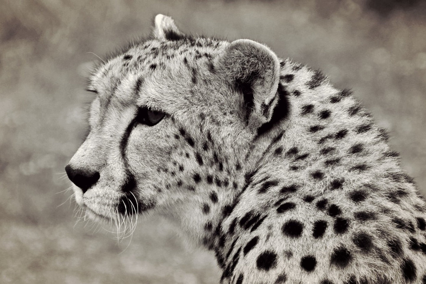 Photo Wallpaper Beautiful cheetah