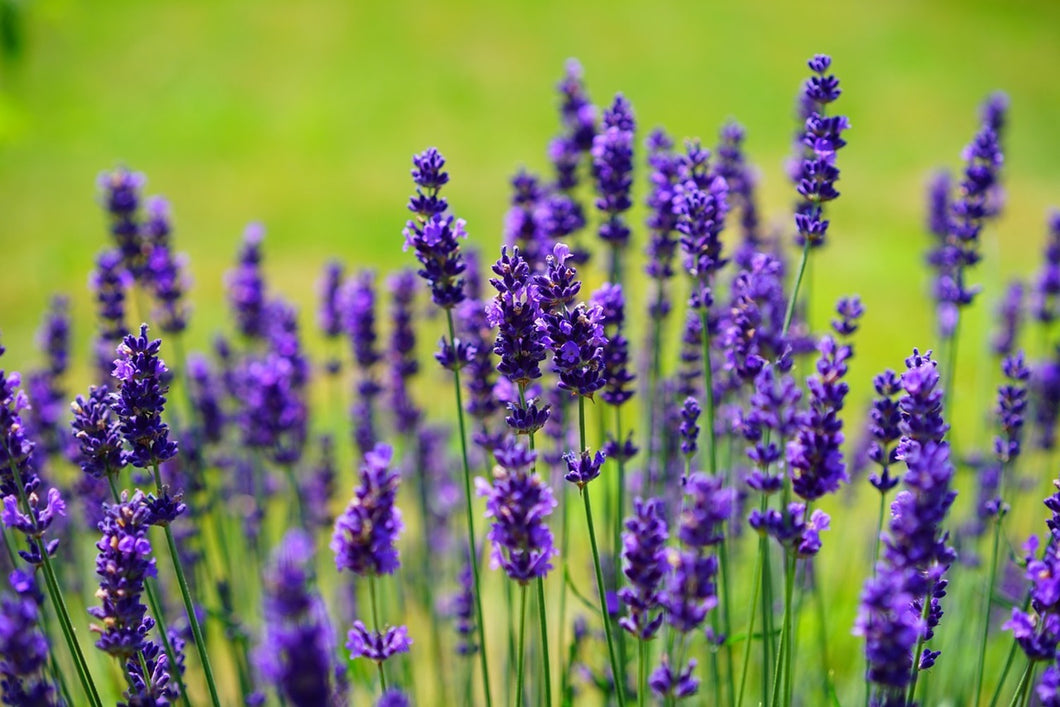 Photo Wallpaper Beautiful lavender