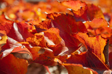 Load image into Gallery viewer, Photo Wallpaper Nice autumn leaves
