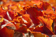 Photo Wallpaper Nice autumn leaves