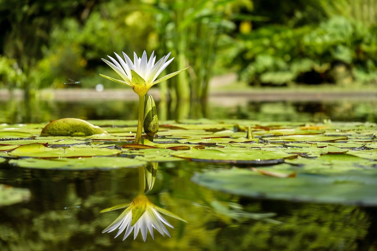 Photo Wallpaper Water lily in nature