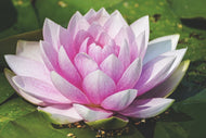 Photo Wallpaper Water lily in pink