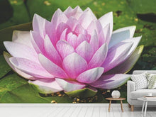 Load image into Gallery viewer, Photo Wallpaper Water lily in pink
