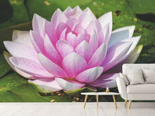 Load image into Gallery viewer, Photo Wallpaper Water lily in pink
