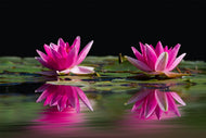 Photo Wallpaper Water Lilies Duo in pink