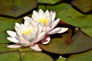Photo Wallpaper Water lily duo in white