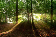 Photo Wallpaper Sun in the forest