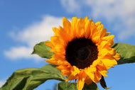 Photo Wallpaper Sunflower in bloom