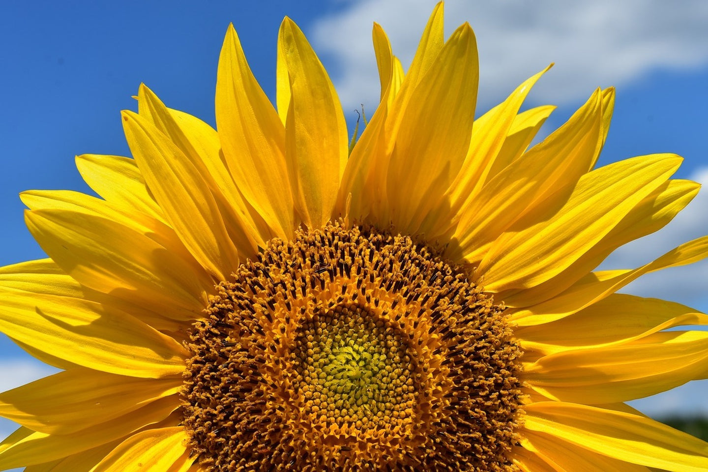 Photo Wallpaper Sunflower in XXL