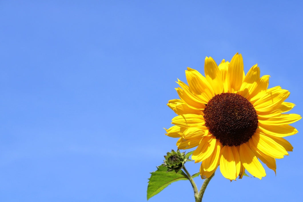 Photo Wallpaper Sunflower with blue sky