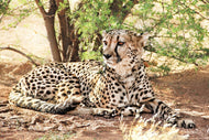 Photo Wallpaper Sun cheetah