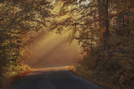 Photo Wallpaper Sunbeams in the forest