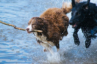 Photo Wallpaper Playing dogs